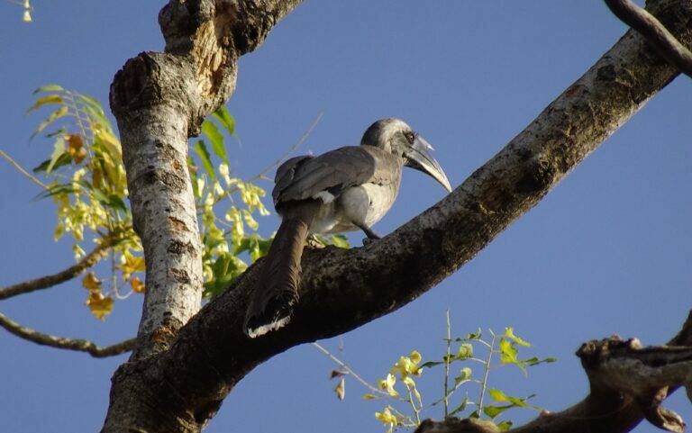 Voter Behavior: Psychology and Decision-Making