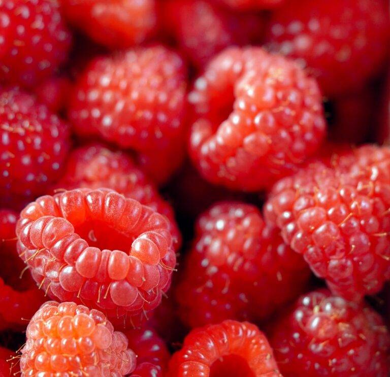 Food and Mood: Exploring the Gut-Brain Connection